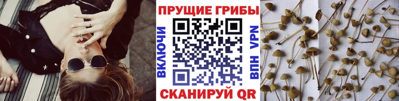Галлюциногенные грибы Cubensis  Старый Крым 